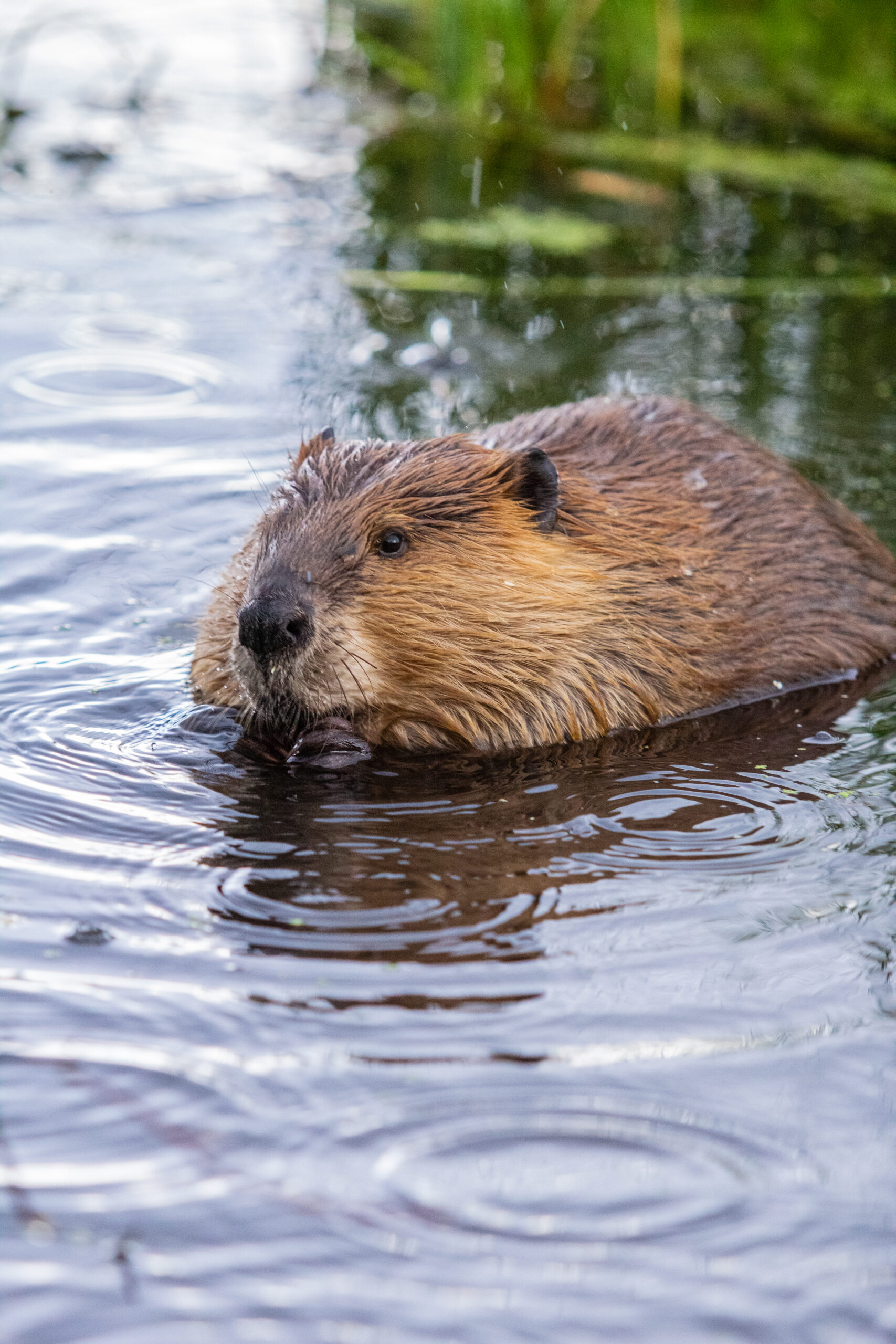 Beaver,Swimming,In,The,Rain Beaver Swimming in the Rain