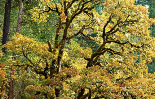 Oregon White Oaks from a photo byTim Giraudier