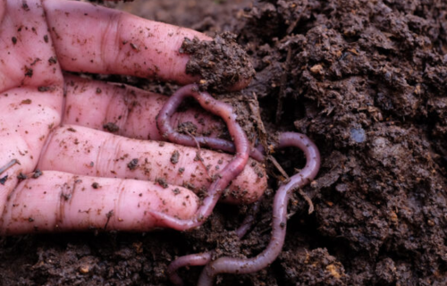 Healthy soil