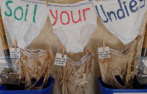 Images of fresh and decomposed undies