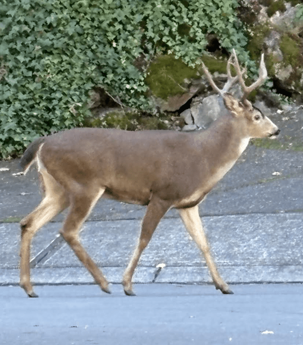 Deer by Lily Bay Pond