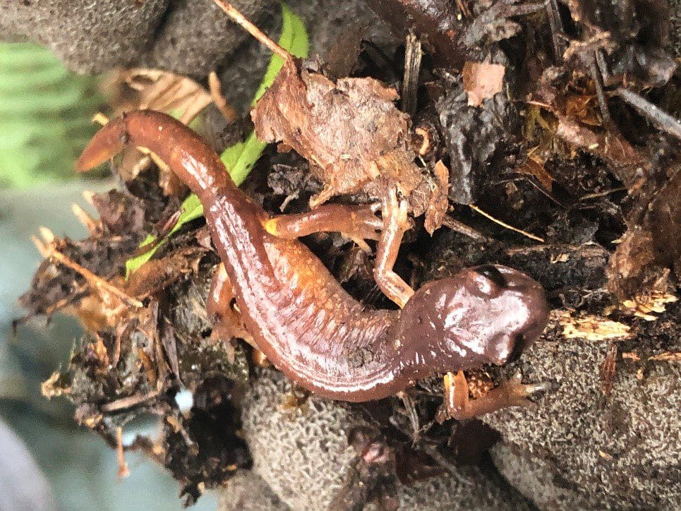Salamander at Lily Bay pond