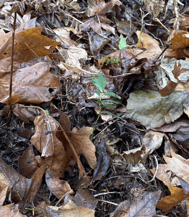 Small myrtle seedling seeking light