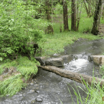 A healthy watershed stream