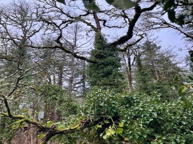 Tree ivy along the west woods