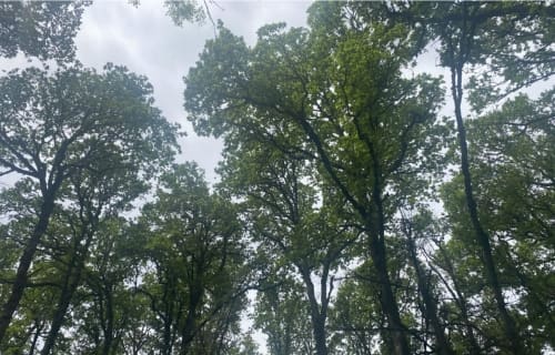 canopy of white oaks