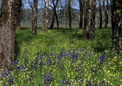 The Irreplaceable Role of the Oregon White Oak