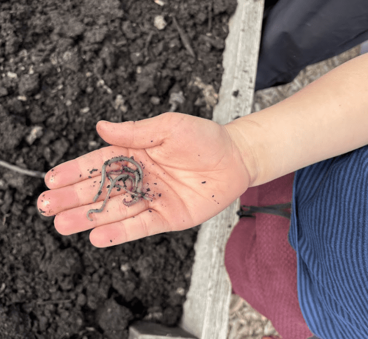 worms in the school garden