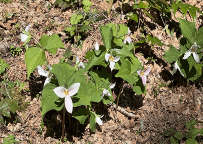 Mountain Park HOA Land Resilience Stewardship