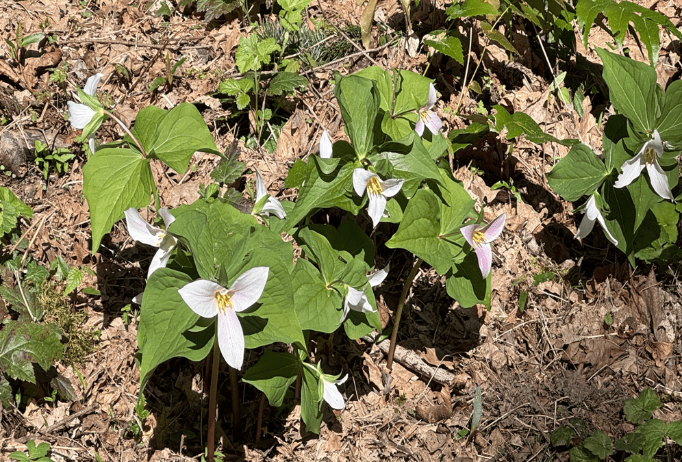 Mountain Park HOA Land Resilience Stewardship