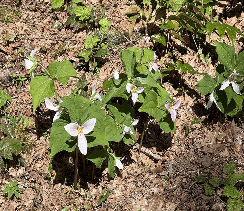 Trilliums
