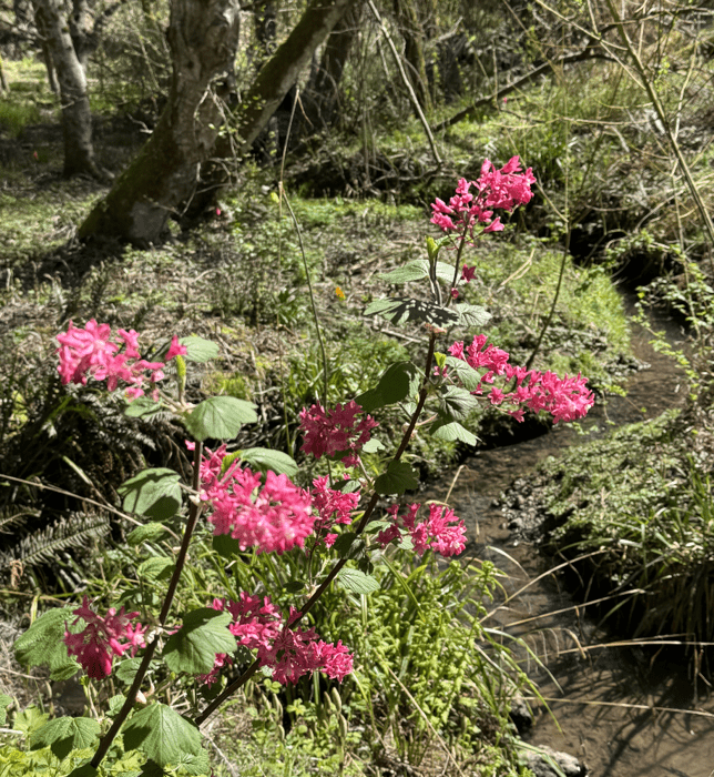 Flowering Red Current
