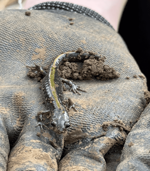 A newt from Pecan Creek