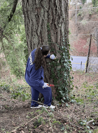 Student removing invasive ivy from a campus tree