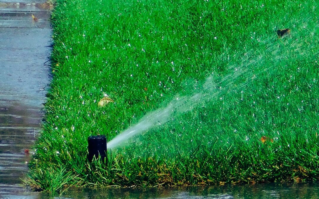 Small Changes, Big Impact: Re-thinking the Lawn