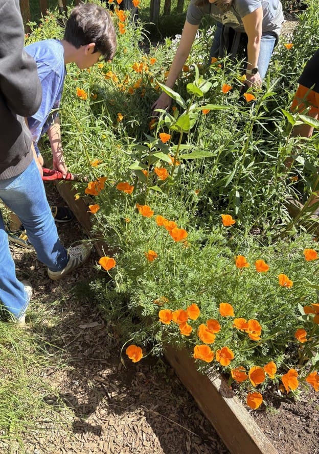 An overflowing school garden