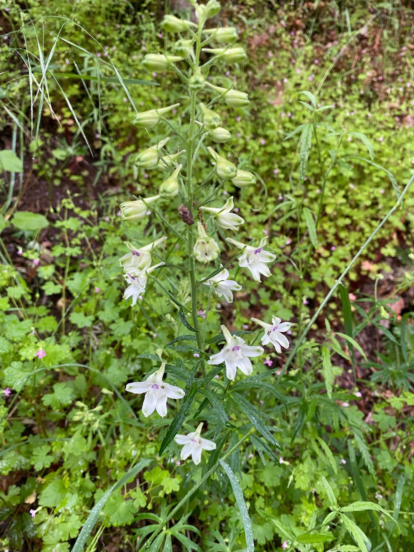 Larkspur
