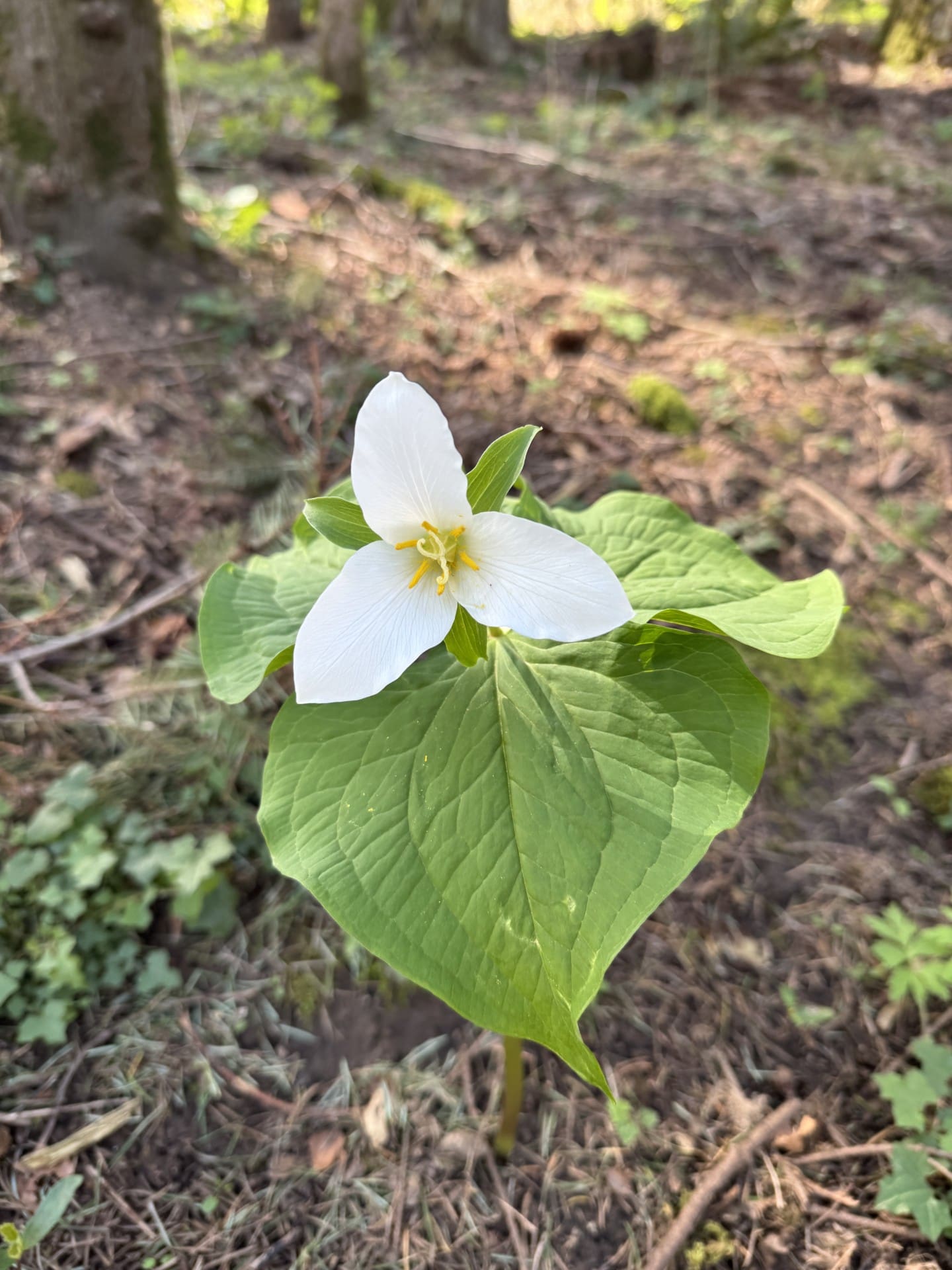 Trillium