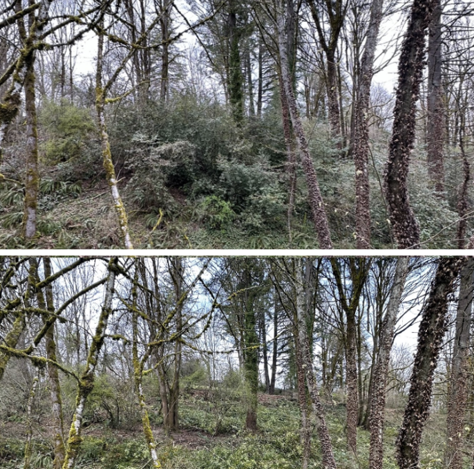Before and after fuel reduction at Mountain Park