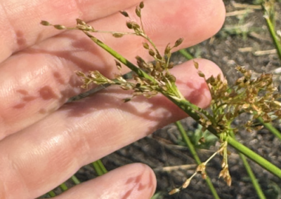 Seed to Stewardship: Growing the Future One Seed at a Time