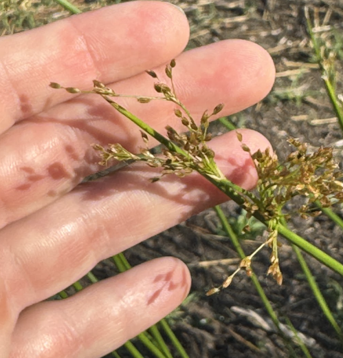Seed to Stewardship: Growing the Future One Seed at a Time