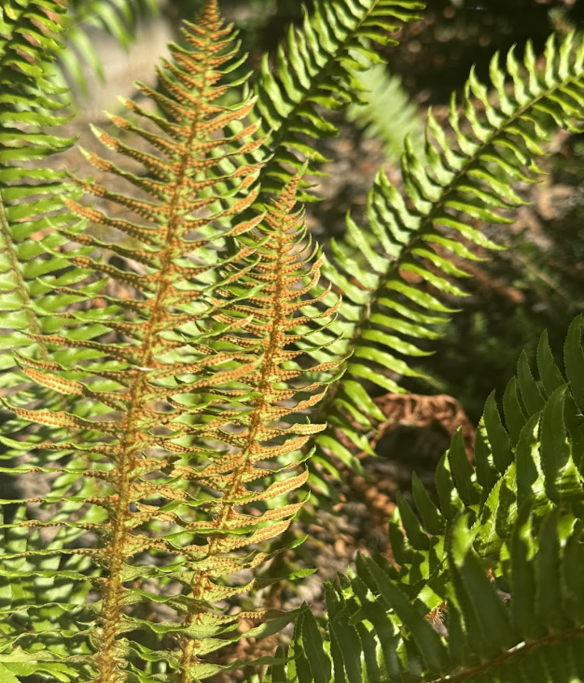 swordfern
