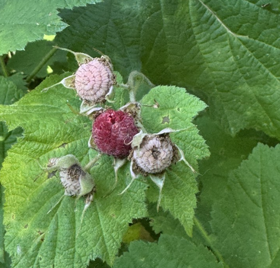 Thimbleberry